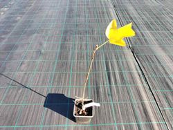 Árbol de los tulipanes, árbol de las tulipas, Liriodendron tulipifera