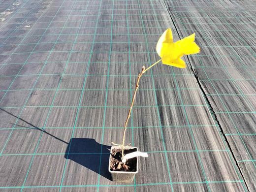 Árbol de los tulipanes, árbol de las tulipas, Liriodendron tulipifera