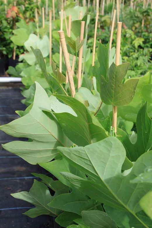 Árbol de los tulipanes, árbol de las tulipas, Liriodendron tulipifera
