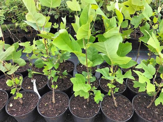 Árbol de los tulipanes, árbol de las tulipas, Liriodendron tulipifera