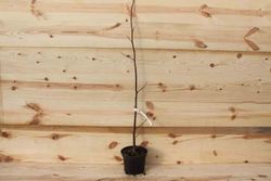 Árbol de los tulipanes, árbol de las tulipas, Liriodendron tulipifera