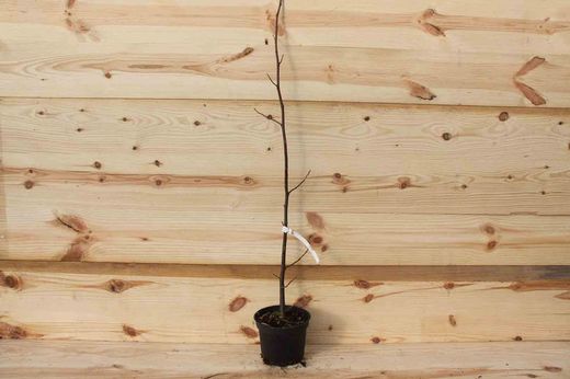 Árbol de los tulipanes, árbol de las tulipas, Liriodendron tulipifera