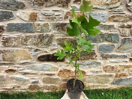 Árbol de los tulipanes, árbol de las tulipas, Liriodendron tulipifera