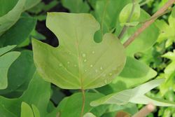 Árbol de los tulipanes, árbol de las tulipas, Liriodendron tulipifera