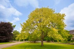 Tulipier, tulipier, Liriodendron tulipifera