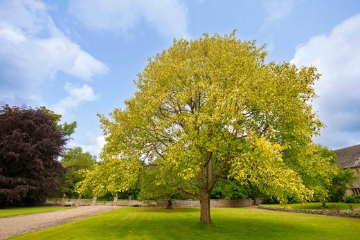 Tulipier, tulipier, Liriodendron tulipifera