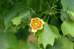 Tulipier, tulipier, Liriodendron tulipifera