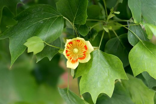 Árbol de los tulipanes, árbol de las tulipas, Liriodendron tulipifera