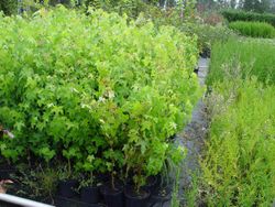 Árvore de âmbar, Liquidambar styraciflua