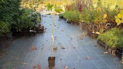 Arbre d'ambre, Liquidambar styraciflua