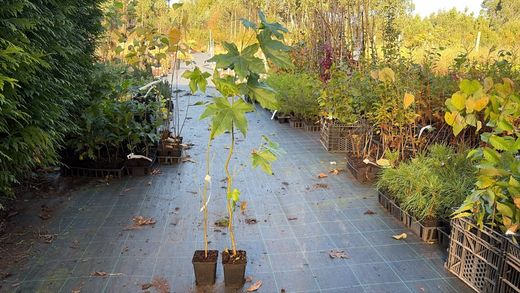 Arbre d'ambre, Liquidambar styraciflua