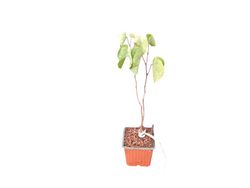 Árbol del amor, árbol de Judas, Cercis siliquastrum