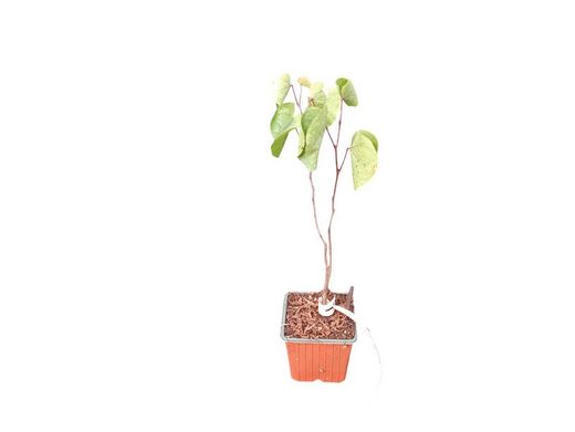 Árbol del amor, árbol de Judas, Cercis siliquastrum
