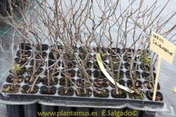 Árbol del amor, árbol de Judas, Cercis siliquastrum