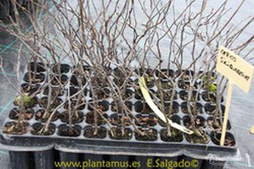 Árbol del amor, árbol de Judas, Cercis siliquastrum