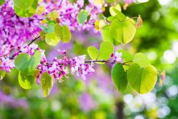 Árbol del amor, árbol de Judas, Cercis siliquastrum