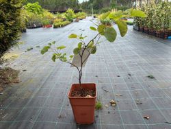 Árbol del amor, árbol de Judas, Cercis siliquastrum
