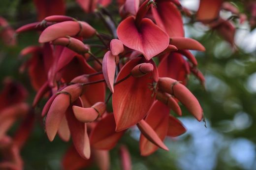 Arbre de corail, Erythrina crista-galli 50 cm
