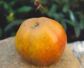 Manzano "Anisete". Árbol frutal autóctono de Galicia