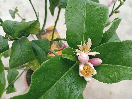 Árvore da Mão de Buda - Árvore de Frutas Cítricas