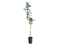 Árvore da Mão de Buda - Árvore de Frutas Cítricas