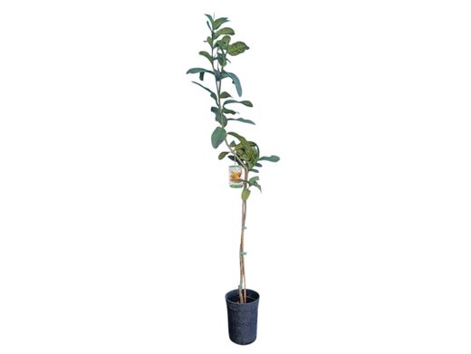 Árvore da Mão de Buda - Árvore de Frutas Cítricas