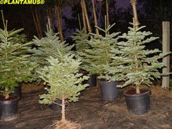 Sapins de Noël en pot hauteur 150/180 cm