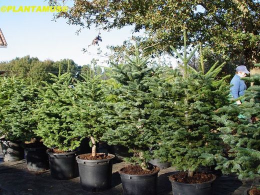 Sapins de Noël en pot hauteur 150/180 cm