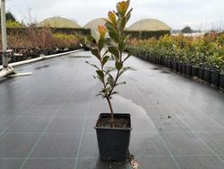 Arbutus unedo, arbousier