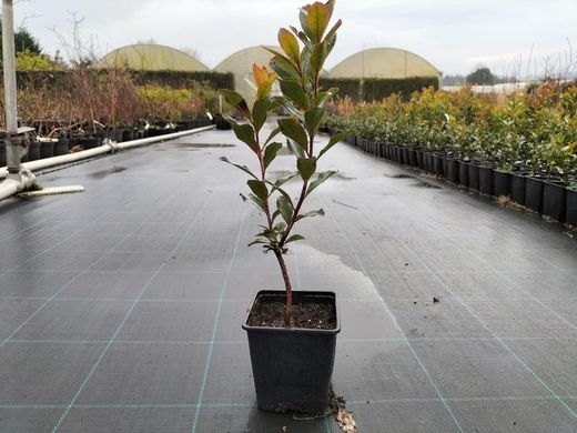 Arbutus unedo, arbousier