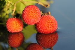 Arbutus unedo, arbousier