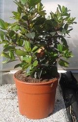 Arbutus unedo, madroño en maceta de 5 litros