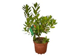 Arbutus unedo, arbousier