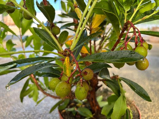 Arbutus unedo, arbousier