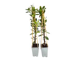 Arbutus unedo, arbousier