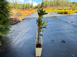 Arbutus unedo, arbousier