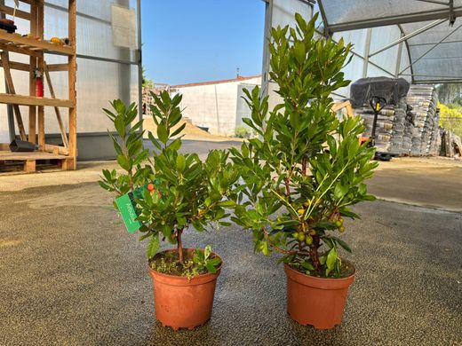 Arbutus unedo, arbousier