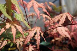 Arce Aka shigitatsu sawa, Acer palmatum "Aka shigitatsu sawa"