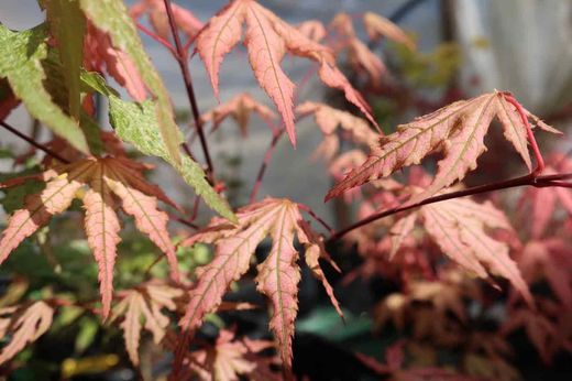 Arce Aka shigitatsu sawa, Acer palmatum "Aka shigitatsu sawa"
