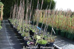 Arce azucarero, arce del azúcar, Acer saccharum