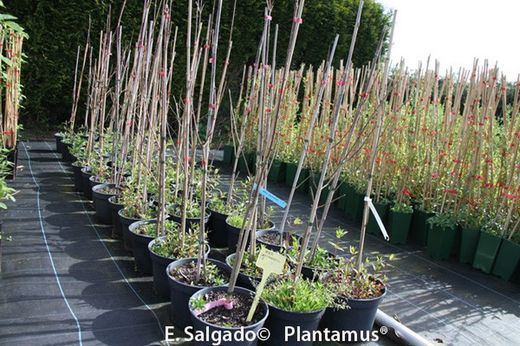 Arce azucarero, arce del azúcar, Acer saccharum