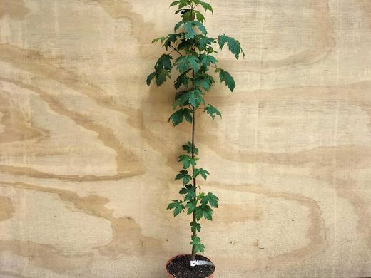 Érable blanc ou fausse banane, Acer pseudoplatanus