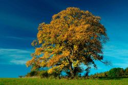 Érable blanc ou fausse banane, Acer pseudoplatanus