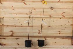 Érable blanc ou fausse banane, Acer pseudoplatanus