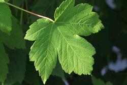 Érable blanc ou fausse banane, Acer pseudoplatanus