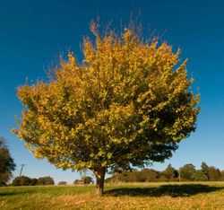 Acer campestre - Bordo do país, bordo campestre.