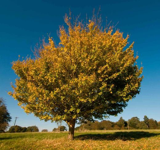 Acer campestre - Bordo do país, bordo campestre.
