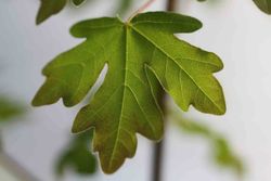 Acer campestre - Bordo do país, bordo campestre.