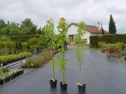 Arce de Florida, Acer saccharinum