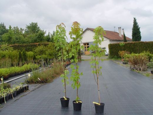 Arce de Florida, Acer saccharinum